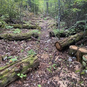 Arbres abattus en cours de dégagement sur le sentier