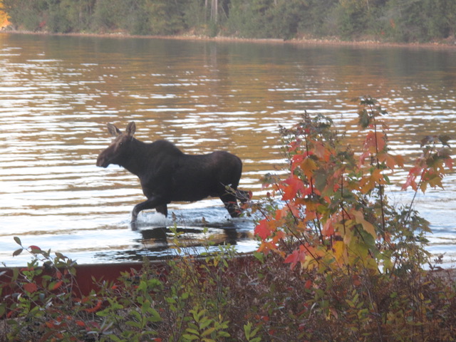 Moose running along the shoreline