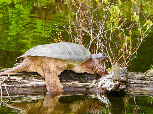 Tortue serpentine se prélasser